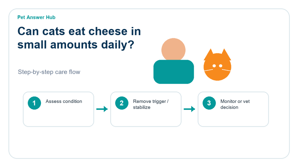 can cats eat cheese in small amounts daily cat food safety action flow
