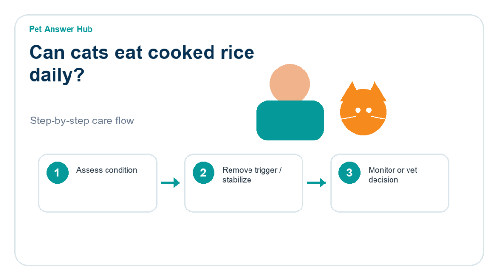 can cats eat cooked rice daily cat food safety action flow