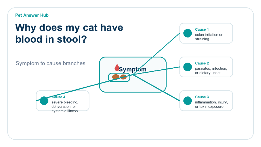 why does my cat have blood in stool diagnostic cause diagram