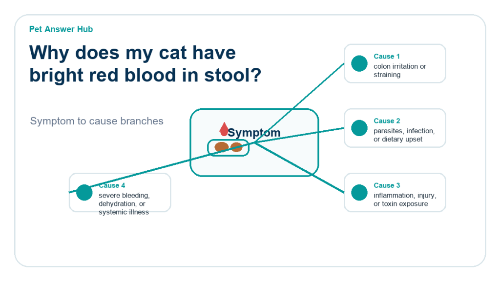 why does my cat have bright red blood in stool diagnostic cause diagram