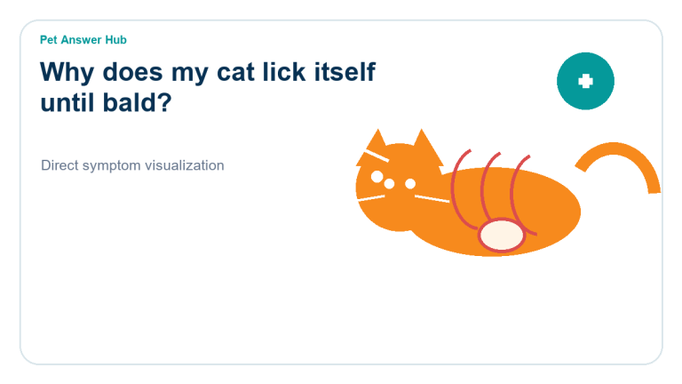 why does my cat lick itself until bald cat behavior visual