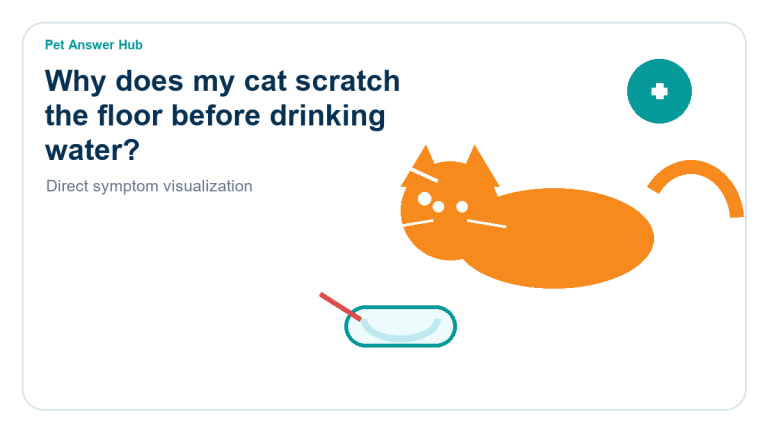 why does my cat scratch the floor before drinking water cat behavior visual
