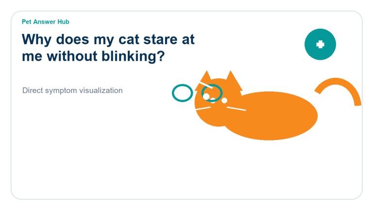 why does my cat stare at me without blinking cat behavior visual