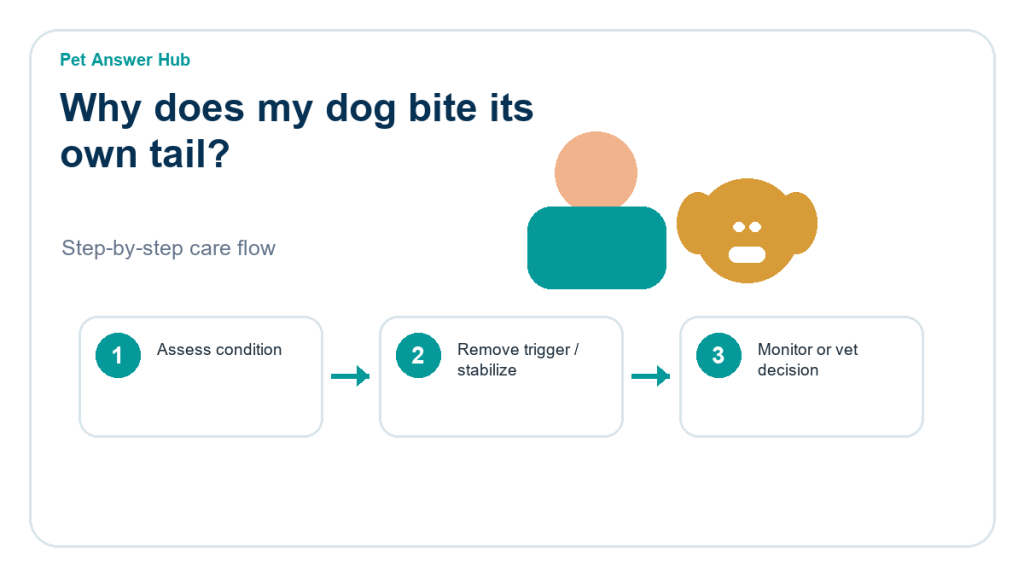 why does my dog bite its own tail care action flow