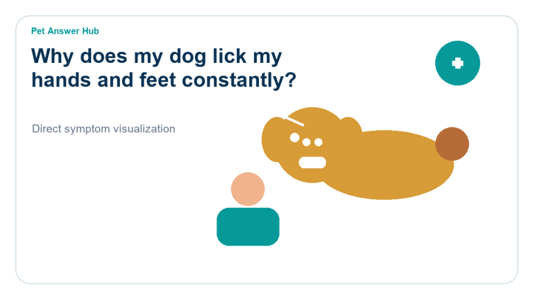 why does my dog lick my hands and feet constantly dog behavior visual