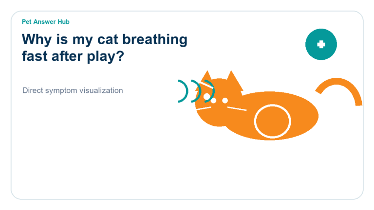 why is my cat breathing fast after play cat symptom state visual