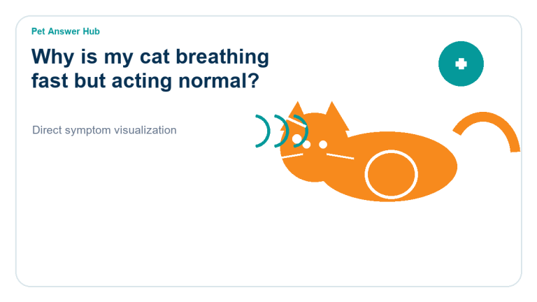 why is my cat breathing fast but acting normal cat symptom state visual