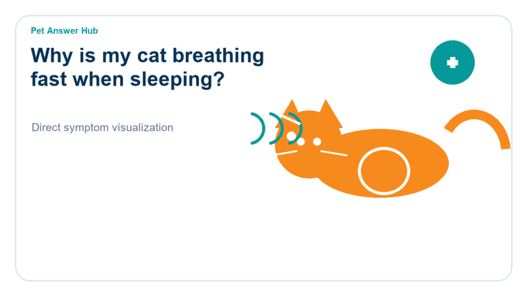 why is my cat breathing fast when sleeping cat symptom state visual