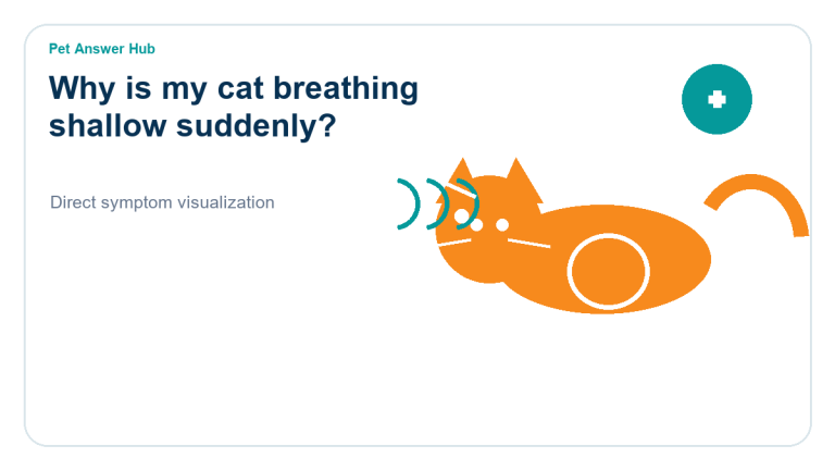 why is my cat breathing shallow suddenly cat symptom state visual