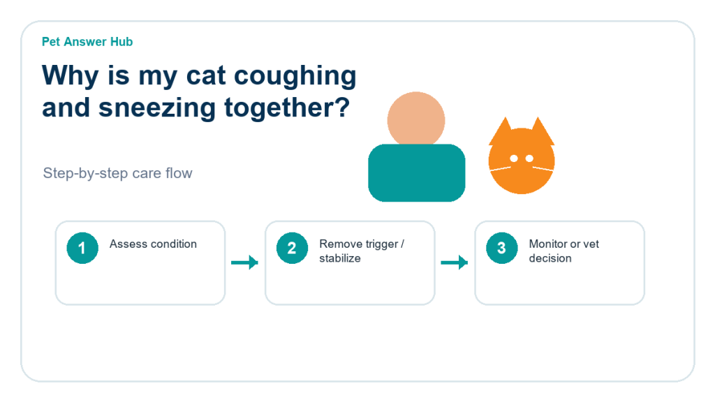 why is my cat coughing and sneezing together cat care action flow