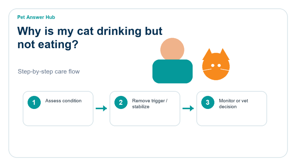 why is my cat drinking but not eating cat care action flow
