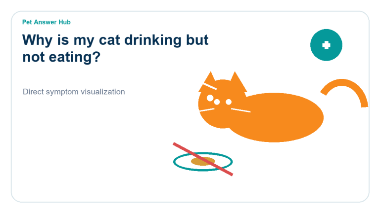 why is my cat drinking but not eating cat symptom state visual
