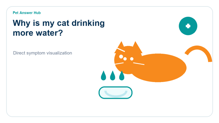 why is my cat drinking more water symptom state visual