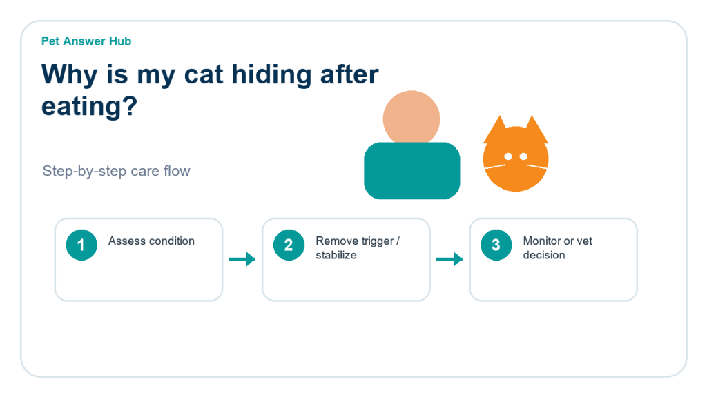why is my cat hiding after eating cat care action flow