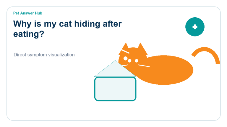 why is my cat hiding after eating cat symptom state visual
