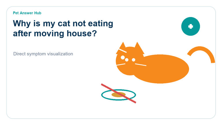 why is my cat not eating after moving house cat symptom state visual