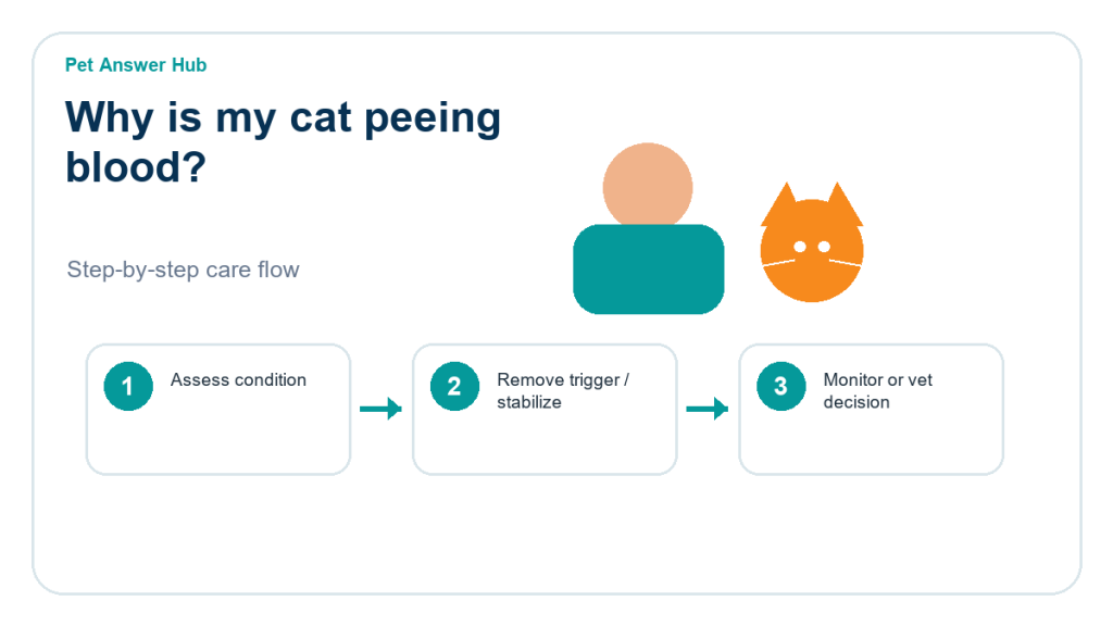 why is my cat peeing blood triage action flow