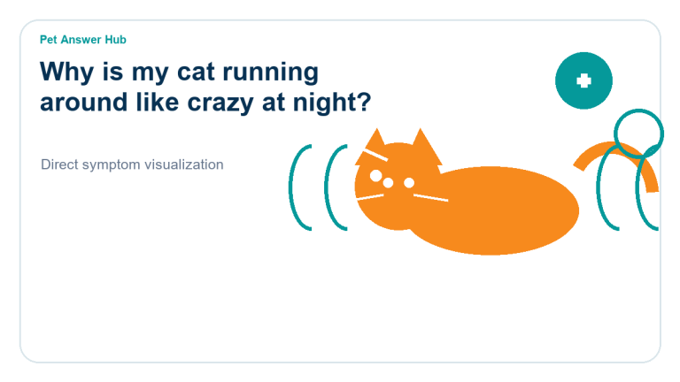 why is my cat running around like crazy at night cat behavior visual