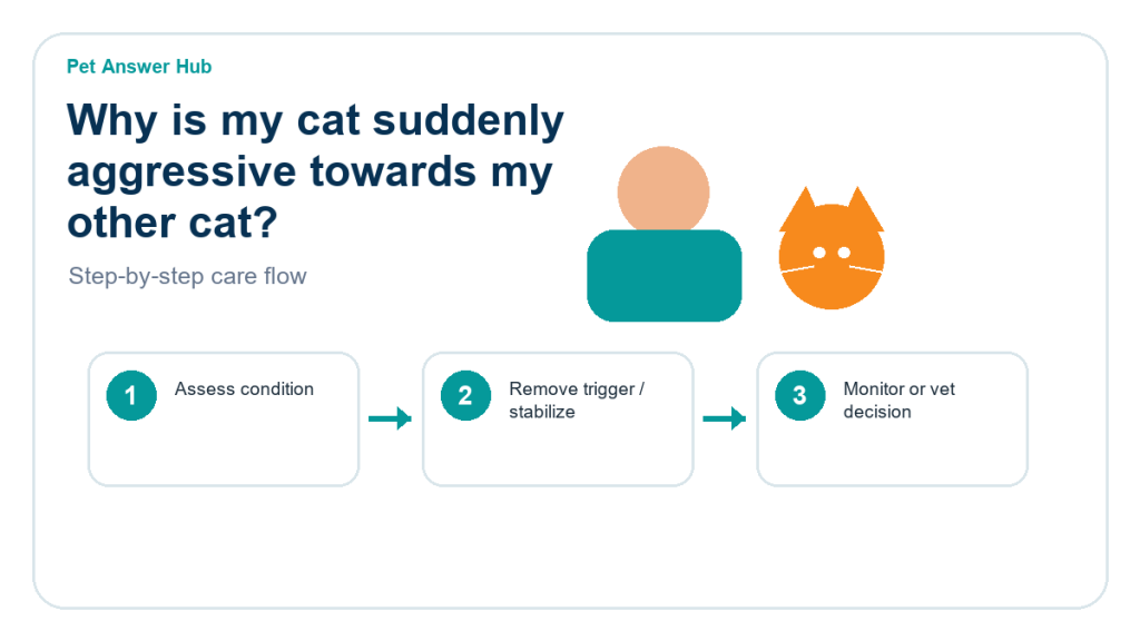 why is my cat suddenly aggressive towards my other cat care action flow