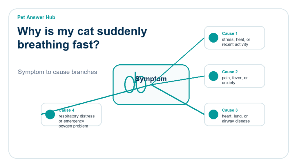 why is my cat suddenly breathing fast diagnostic cause diagram