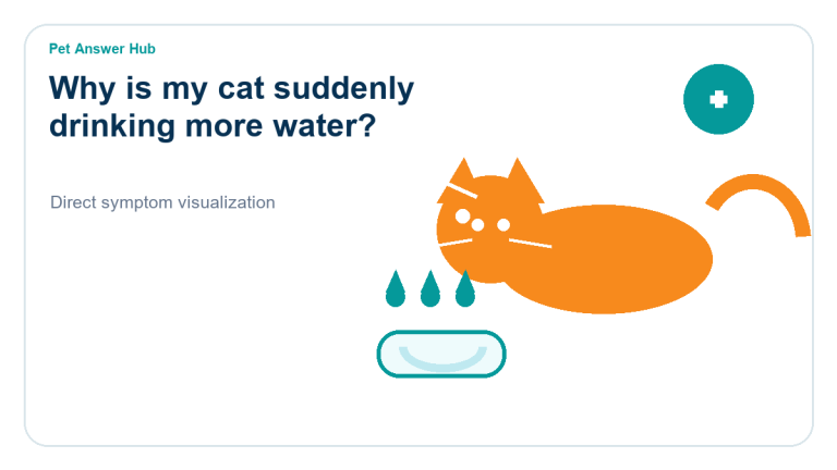 why is my cat suddenly drinking more water symptom state visual