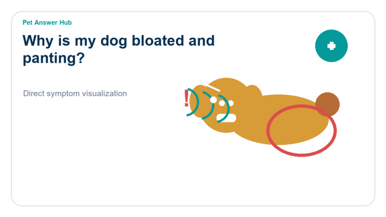 why is my dog bloated and panting symptom state visual