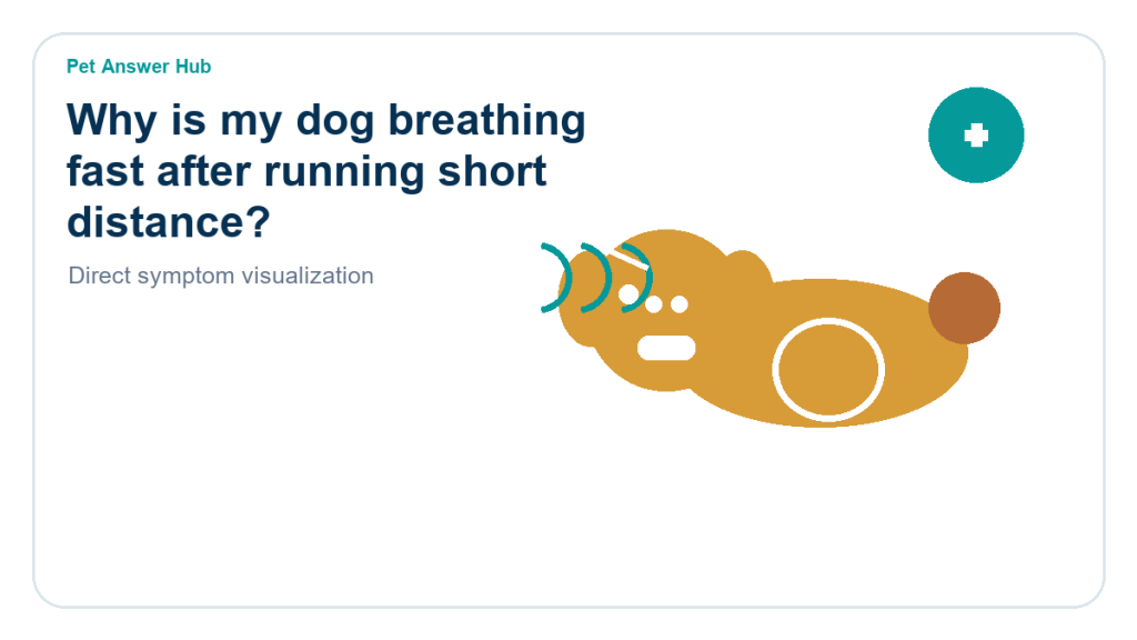 why is my dog breathing fast after running short distance dog symptom state visual