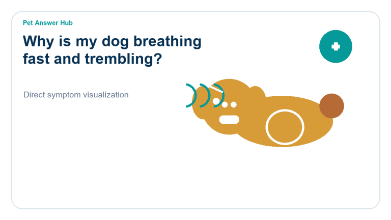 why is my dog breathing fast and trembling dog symptom state visual