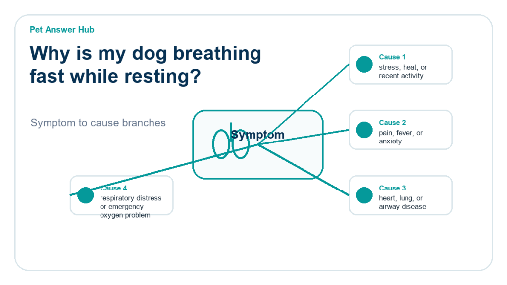 why is my dog breathing fast while resting diagnostic cause diagram