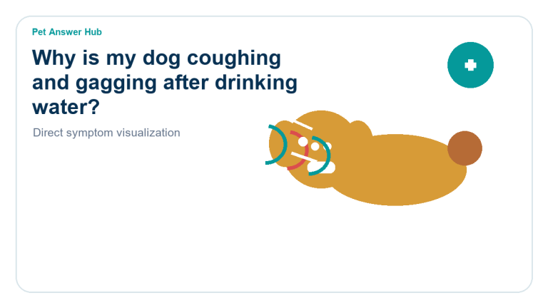 why is my dog coughing and gagging after drinking water dog symptom state visual