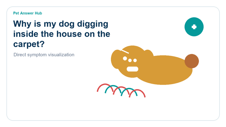 why is my dog digging inside the house on the carpet dog behavior visual