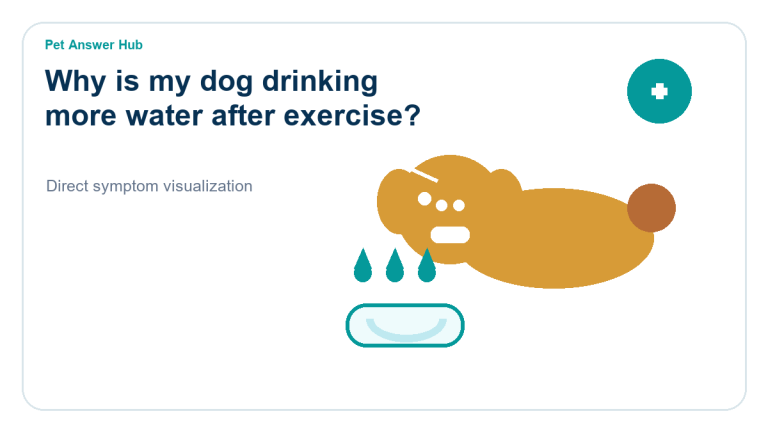 why is my dog drinking more water after exercise dog symptom state visual