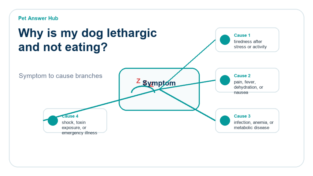 why is my dog lethargic and not eating diagnostic cause diagram
