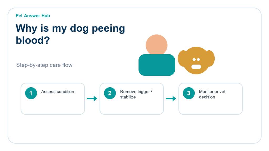why is my dog peeing blood triage action flow