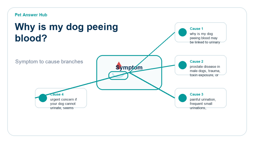 why is my dog peeing blood diagnostic cause diagram