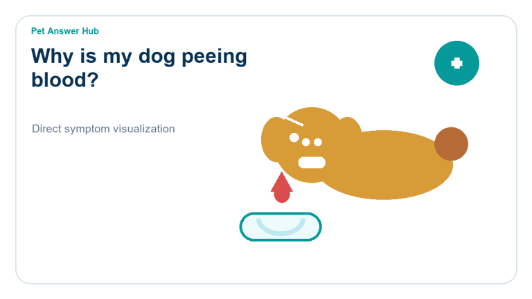 why is my dog peeing blood symptom state visual