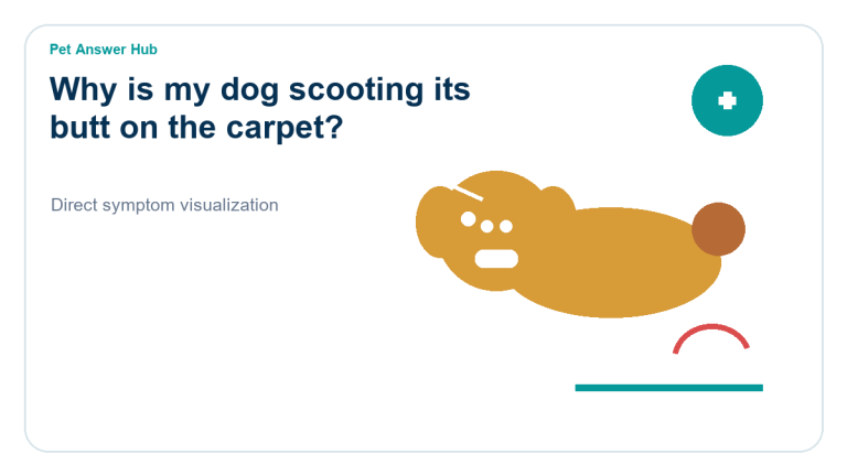 why is my dog scooting its butt on the carpet symptom state visual
