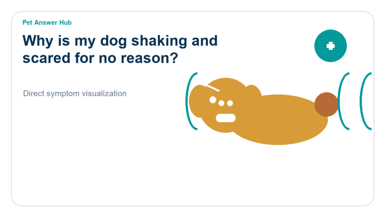 why is my dog shaking and scared for no reason dog behavior visual