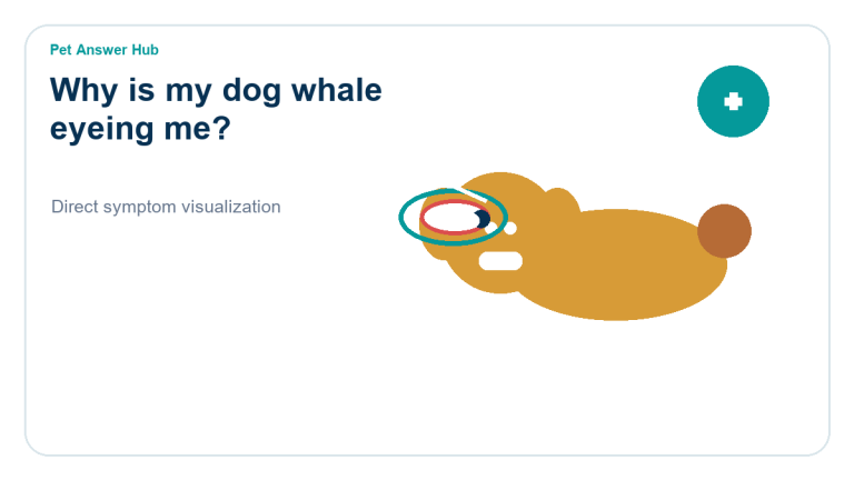 why is my dog whale eyeing me dog behavior visual